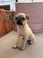Michael, a male Chihuahua and Pug for sale in Irvine, CA – 6 of 10