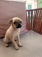 Michael, a male Chihuahua and Pug for sale in Irvine, CA – 7 of 10