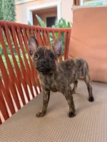 Susie, a female French Bulldog and Pomeranian for sale in Winston-Salem, NC – 2 of 9
