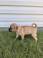 Michael, a male Chug for sale in Winston-Salem, NC – 9 of 9