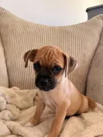 Michael, a male Chug for sale in Winston-Salem, NC – 5 of 9