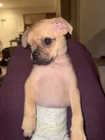 Michael, a male Chihuahua and Pug for sale in Irvine, CA – 8 of 10