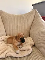 Michael, a male Chug for sale in Winston-Salem, NC – 2 of 9