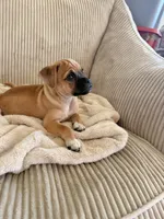 Michael, a male Chug for sale in Winston-Salem, NC – 3 of 9