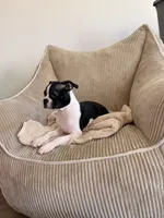 Miles, a male Boston Terrier for sale in Winston-Salem, NC – 5 of 7
