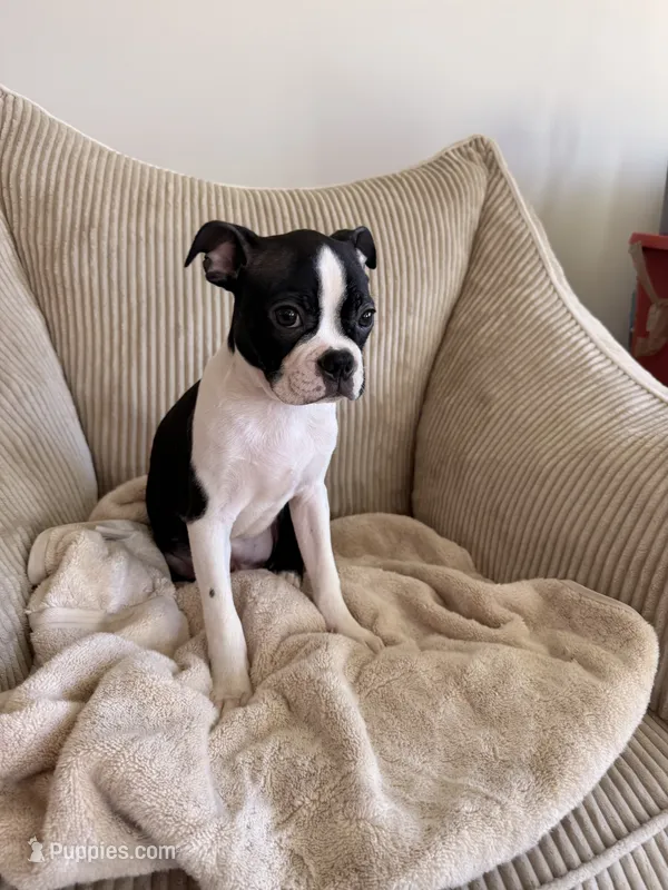 Miles – Boston Terrier puppy for sale in Winston-Salem, NC