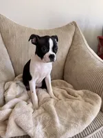 Miles, a male Boston Terrier for sale in Winston-Salem, NC – 1 of 7