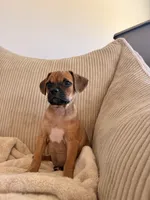 Molly, a female Chug for sale in Winston-Salem, NC – 5 of 10