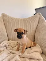Michael, a male Chug for sale in Winston-Salem, NC – 6 of 9
