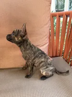 Susie, a female French Bulldog and Pomeranian for sale in Winston-Salem, NC – 3 of 9