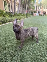 Susie, a female French Bulldog and Pomeranian for sale in Winston-Salem, NC – 8 of 9