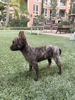 Susie, a female French Bulldog and Pomeranian for sale in Winston-Salem, NC – 7 of 9