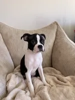 Miles, a male Boston Terrier for sale in Winston-Salem, NC – 4 of 7