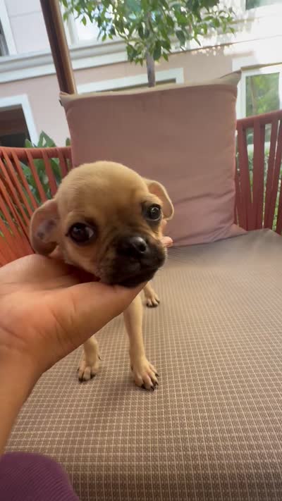 Michael, a male Chihuahua and Pug for sale in Irvine, CA – 10 of 10