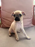 Michael, a male Chihuahua and Pug for sale in Irvine, CA – 3 of 10