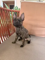 Susie, a female French Bulldog and Pomeranian for sale in Winston-Salem, NC – 4 of 9
