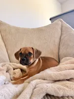 Molly, a female Chug for sale in Winston-Salem, NC – 3 of 10