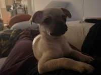 Michael, a male Chihuahua and Pug for sale in Irvine, CA – 9 of 10