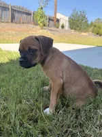 Molly, a female Chug for sale in Winston-Salem, NC – 6 of 10