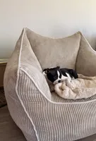 Miles, a male Boston Terrier for sale in Winston-Salem, NC – 3 of 7