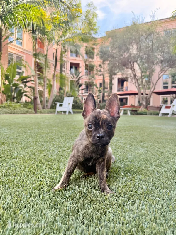 Susie – French Bulldog, Pomeranian puppy for sale in Winston-Salem, NC