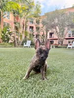 Susie, a female French Bulldog and Pomeranian for sale in Winston-Salem, NC – 1 of 9