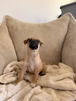 Michael, a male Chug for sale in Winston-Salem, NC – 4 of 9