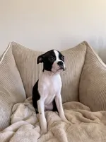 Miles, a male Boston Terrier for sale in Winston-Salem, NC – 6 of 7