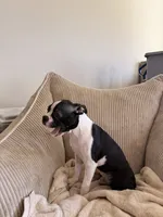 Miles, a male Boston Terrier for sale in Winston-Salem, NC – 7 of 7