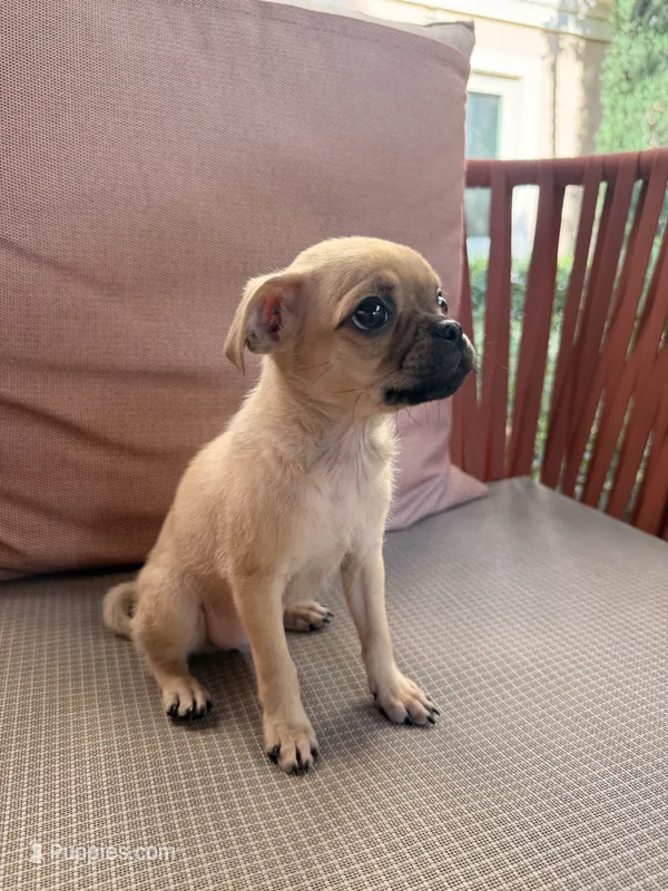 Michael – Chihuahua, Pug puppy for sale in Irvine, CA