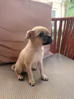 Michael, a male Chihuahua and Pug for sale in Irvine, CA – 1 of 10