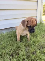 Michael, a male Chug for sale in Winston-Salem, NC – 8 of 9