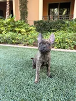 Susie, a female French Bulldog and Pomeranian for sale in Irvine, CA – 10 of 10