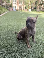 Susie, a female French Bulldog and Pomeranian for sale in Winston-Salem, NC – 9 of 9