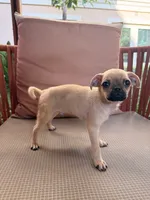 Michael, a male Chihuahua and Pug for sale in Irvine, CA – 5 of 10