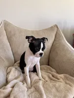 Miles, a male Boston Terrier for sale in Winston-Salem, NC – 2 of 7