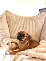 Molly, a female Chug for sale in Winston-Salem, NC – 4 of 10