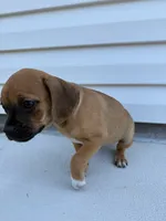 Molly, a female Chug for sale in Winston-Salem, NC – 10 of 10