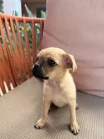 Michael, a male Chihuahua and Pug for sale in Irvine, CA – 2 of 10