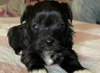 Black girl , a female Maltipoo for sale in Lily, KY – 1 of 2