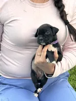 Purple female, a female Boxer for sale in Lily, KY – 3 of 8