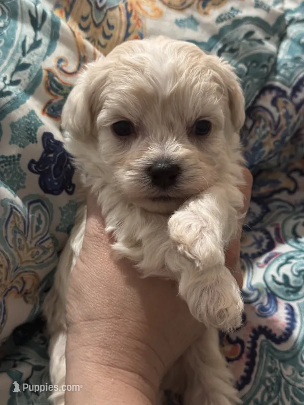 White/cream male – Maltipoo puppy for sale in Lily, KY
