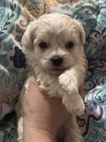 White/cream male, a male Maltipoo for sale in Lily, KY – 1 of 4