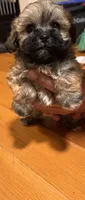 Female maltipoo, a female Maltipoo for sale in Lily, KY – 8 of 10