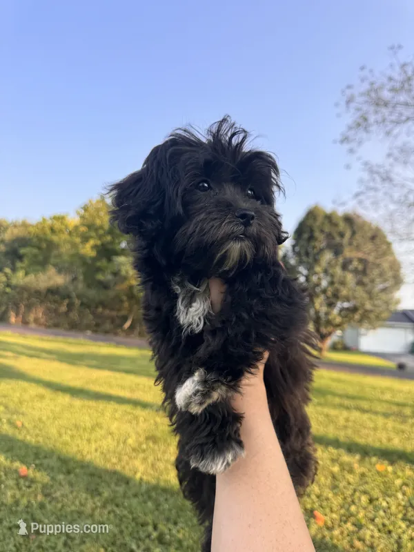 Black girl  – Maltipoo puppy for sale in Lily, KY