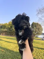 Black girl , a female Maltipoo for sale in Lily, KY – 1 of 7