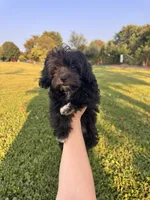 Black girl , a female Maltipoo for sale in Lily, KY – 2 of 7