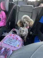 Gingers puppy , a female Poodle - Miniature  for sale in Lily, KY – 8 of 8