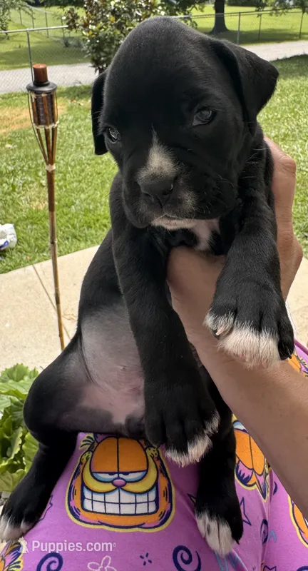 Green male 3 – Boxer puppy for sale in Lily, KY