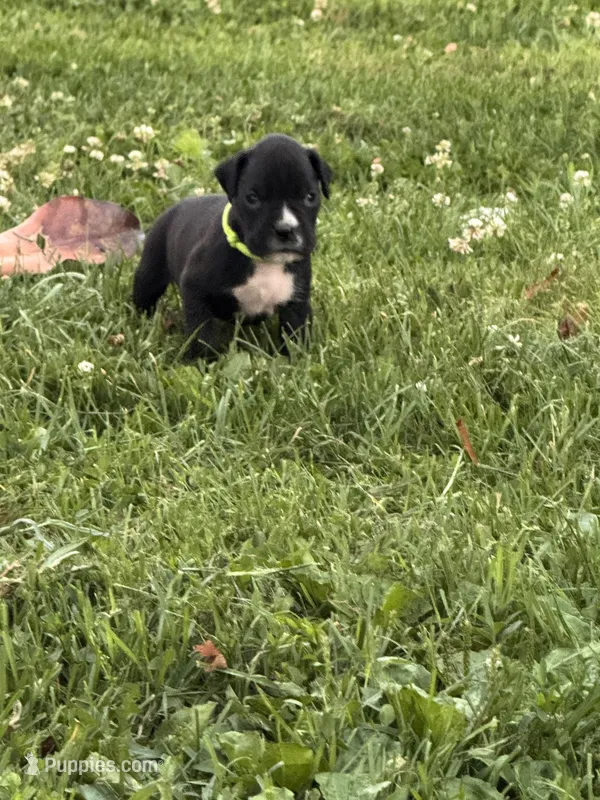 Green male 3 – Boxer puppy for sale in Lily, KY